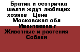 Братик и сестричка шелти ждут любящих хозяев › Цена ­ 35 000 - Московская обл., Ивантеевка г. Животные и растения » Собаки   